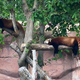 Red Pandas making sleeping on a log look comfortable.